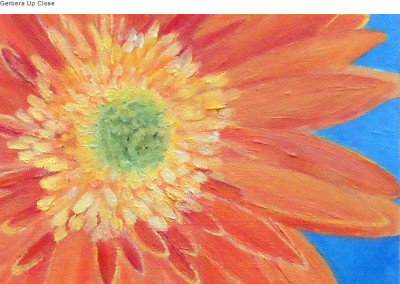 Gerbera